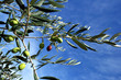 olivo