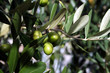 olivo