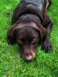 Labrador dog
