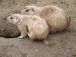 random animals 01