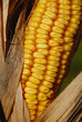 Dried corn on the cob