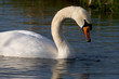 Swan