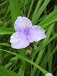 Dreimasterblume