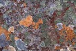 Lichen