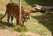 Photo: Tiger near the tree Tiger near the tree