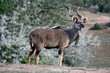 Greater Kudu Bull Antelope Greater Kudu Bull Antelope