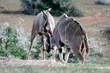 Fighting Kudu Fighting Kudu