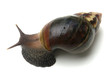 escargot des tropiques