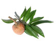 feuilles et fruit