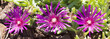 fleurs rose