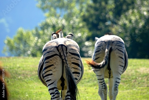zebre