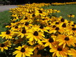 Yellow flowers