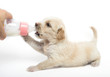 feeding little puppy