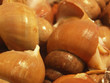 Snails