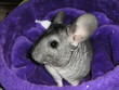 Chinchilla Joueur
