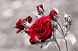 rosenrot