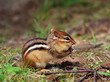 Cute chipmunk eating