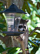 Raccoon In The Bird Feeder Raccoon In The Bird Feeder