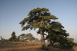 Pine tree