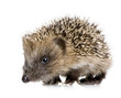 hedgehog (1 months)