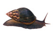 escargot tropical
