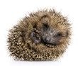 hedgehog (1 months) hedgehog (1 months)