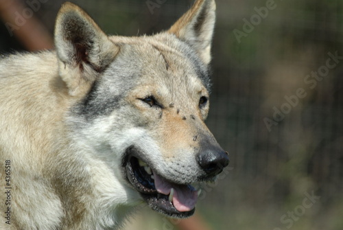 lupo
