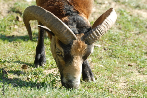 stambecco