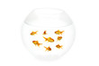 Gold fish in bowl