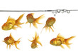 waterline and gold fish