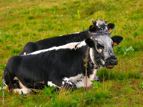 les vaches les vaches