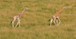 Two giraffes