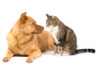 Dog and cat on white background Dog and cat on white background