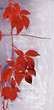 red leaves red leaves