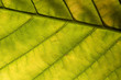 fall leaf fall leaf