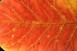 fall leaf fall leaf