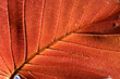 fall leaf fall leaf
