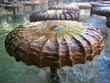 brunnen in münchen