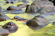 autumn river