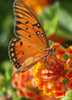 Orange Butterfly