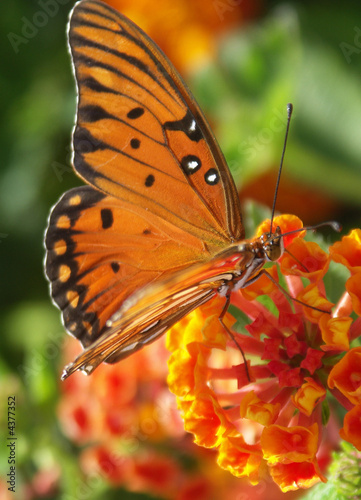 Orange Butterfly Orange Butterfly