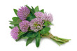 Red Clover