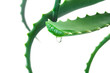 Aloe