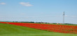 Poppies Poppies