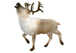 Reindeer caribu walking left