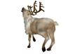 Reindeer caribu walking back view