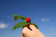 raspberry