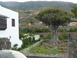 drago de tres mil años mas antiguo del mundo en tenerife