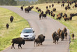 Buffalo viewing 8