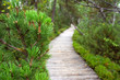 path in peat moors